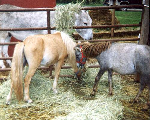 Miniature horses at feeding time