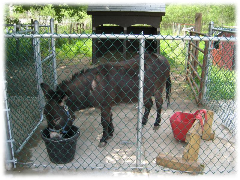 The donkey awaiting your visit