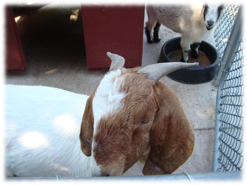 Goats at feeding time