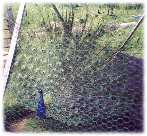 Peacock strutting